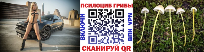 Купить  Мариинский Посад  Псилоцибиновые грибы мицелий 